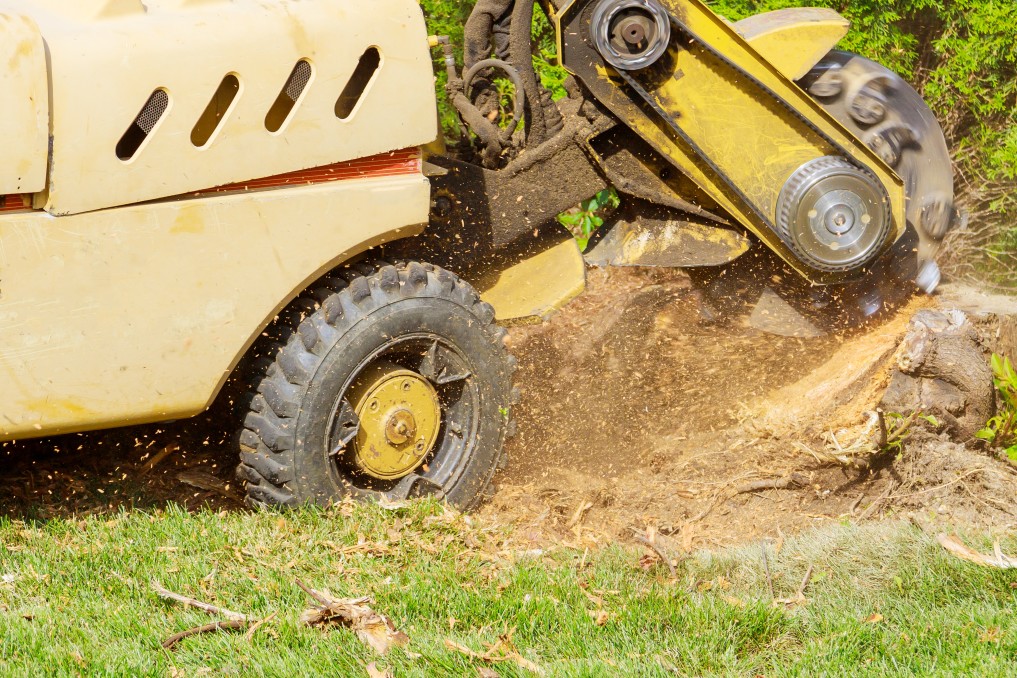 Stump Grinding vs. Stump Removal: A Comprehensive Comparison - Southern ...